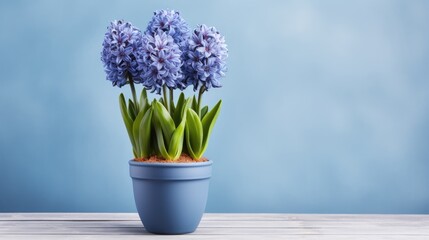 Blue hyacinth flowers grow in a pot. A delicate, beautiful spring flower. A fragrant, lush flower. The concept of spring, Women's Day.