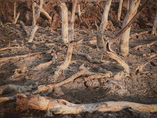 Destruction mangrove forest scenery, destruction mangrove forest is an ecosystem that has been severely degraded or eliminated such as habitat, and pollution, take care of the mangrove forest.