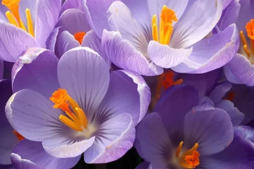 Raamstickers Close up of purple crocus flowers with orange pistil. generative ai. © SEUNGJIN