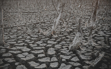 Destruction mangrove forest scenery, destruction mangrove forest is an ecosystem that has been severely degraded or eliminated such as habitat, and pollution, take care of the mangrove forest. - obrazy, fototapety, plakaty