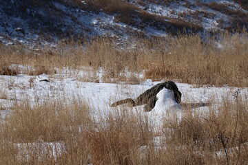 長野県諏訪市ビーナスライン富士見台にあるススキと岩と雪だるま