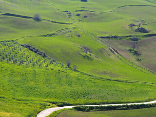 verdant landscape