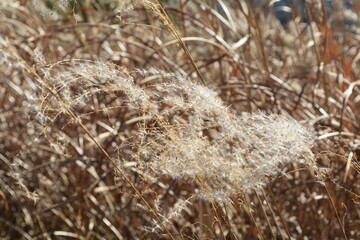 ススキのアップ