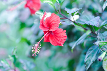 Chinese rose or Hibiscus or Hibiscus rosa sinensis or Hibisceae or Malvaceae , red hibiscus flower