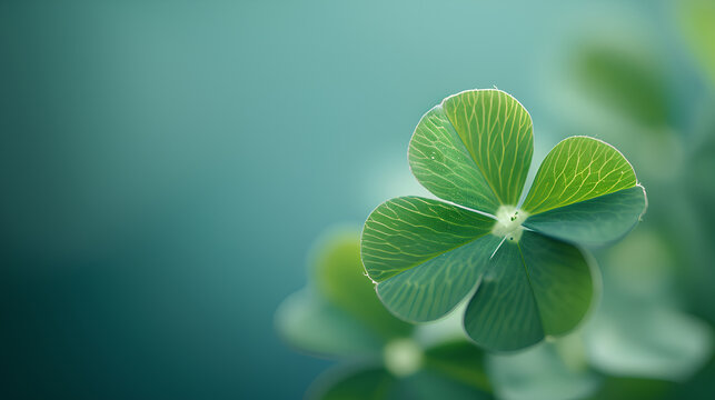 A close-up view of a beautiful green four-leaf clover