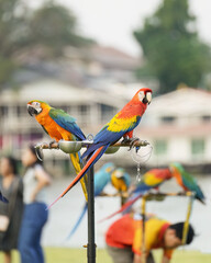 Catalina Macaw (macaw hybrid) and scarlet macaw parrot bird free flying