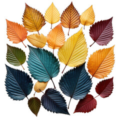 Obraz premium different color leafs on transparent Background