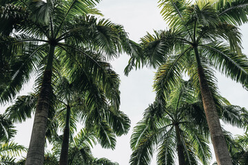 Fototapeta na wymiar Green tropical palm trees. Summertime vacation concept