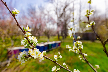 Twigs of fruit bloom tree with fresh buds at orchard, in background gardener wears protective...