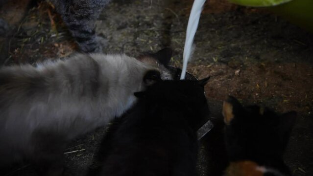 Close-up view of person pouring fresh milk in metal bowl for few cats in dark cowshed in organic traditional dairy farm. Soft focus. Real time handheld video. Animal care theme.