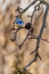 Blaumeise bei der Futtersuche in ihrem Habitat.
