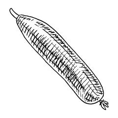 Cucumber sketch. Vegetarian vegetable, food. Farmers harvest. Hand drawn vector illustration.