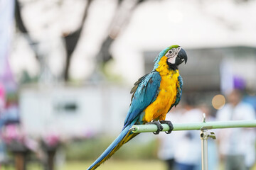 blue and gold macaw free flying parrot