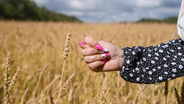 Female person shows fig sign with her hand located by ear of wheat. Blurred gold colored agricultural wheat field in a sunny day in the background. Soft focus. Real time video. Food sanctions theme.