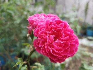 Pink rose with green leaves background.