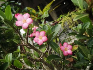 Close up a Azalea flowers Pink color flowers on the background.