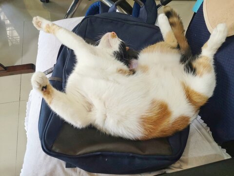 A white cat with yellow and black stripes on it sleeps on a bag placed in an office chair.