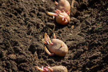 planting potatoes in spring, farm potatoes in hands. Selective focus.