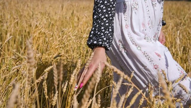 Close-up view of plus size caucasian woman in black blouse and white skirt walking on agricultural field and touching ears of wheat (or rye) in a sunny summer day. Real time video. Food industry theme
