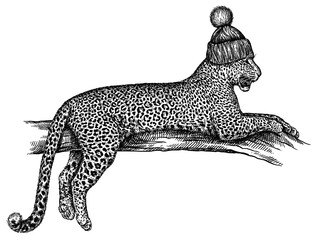 Vintage engraving isolated leopard set glasses dressed fashion panther illustration ink sketch. Africa wild cat cheetah background jaguar animal silhouette  sunglasses hipster hat art. 