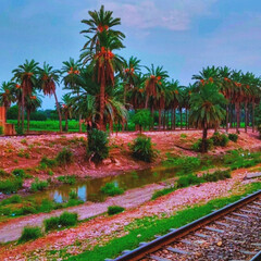 Palm trees along railway track