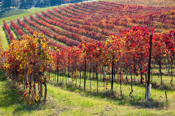 vines of the hills in autumn red wine graspa rossa and trebbiano
