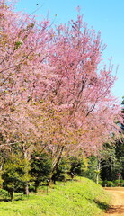 Naklejka premium Cherry blossoms, pink flower season in Thailand