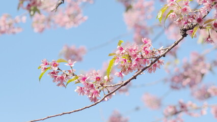 Obraz premium Cherry blossoms, pink flower season in Thailand
