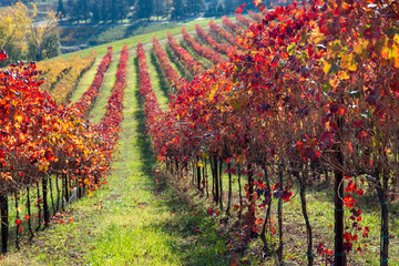 vines of the hills in autumn red wine graspa rossa and trebbiano - 732374335