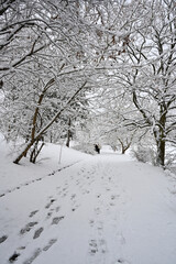 winter landscape park snowy environment