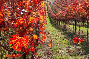 vines of the hills in autumn red wine graspa rossa and trebbiano - 732374516