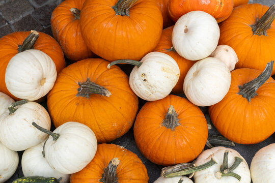 pumpkin typical Mantua product for cooking tortelloni, rice and tortellacci