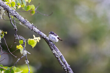 Pied flycatcher on a branch