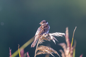 Common reed bunting in the reeds