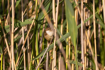 Naklejka na ściany i meble Common reed warbler in the reeds