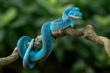 Blue White-lipped Pit Viper (Trimeresurus insularis) is venomous pit viper and endemic species in...