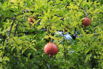 下から見上げて見る柘榴の実