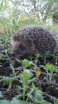 Animal Hedgehog In Forest Mobile Video