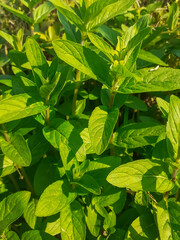 In the summer, long-leaved mint (Mentha longifolia) grows in the wild with green leaves background...