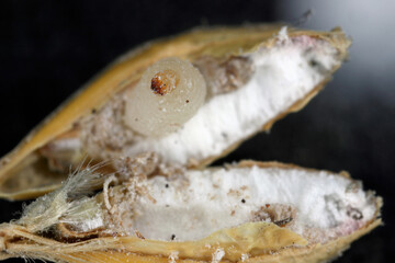 Granary Weevil (Sitophilus granarius) also called Grain or Wheat Weevil. Larva developing inside the grain.