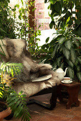 The skin of a brown reindeer covers an armchair in the greenhouse. Comfort