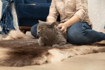 A brown deerskin on the floor in front of the chair. A grey cat on a skin in the hands of the...