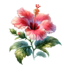 Hibiscus PNG