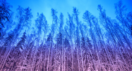 Winter forest with blue-purple gradient color. Nature background. Bottom-up view