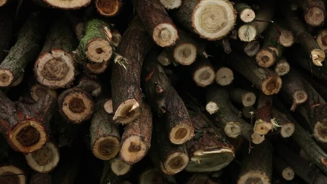 Wood cut pile vision zoom natural nature naturalistic