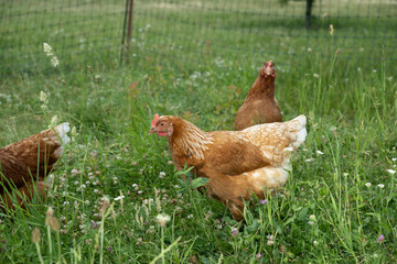 Huhn vogel tier natur 