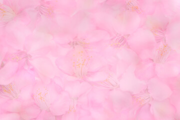 ピンクの花の背景素材