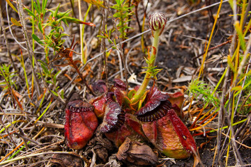 Albany pitcher plant (Cephalotus follicularis) with flower stalk in natural habitat, Western Australia
