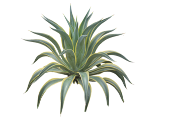 close up of agave americana plant isolated transparent background png