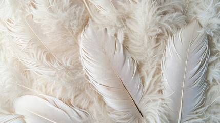 background of many white bird feathers close up